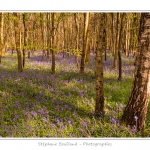 Foret_de_Crecy_12_04_2014_018-border