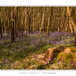 Foret_de_Crecy_12_04_2014_019-border