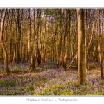 Foret_de_Crecy_12_04_2014_020-border