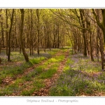 Foret_de_Crecy_12_04_2014_021-border