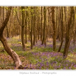 Foret_de_Crecy_12_04_2014_022-border