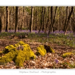 Foret_de_Crecy_12_04_2014_023-border
