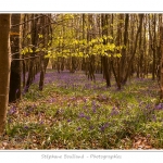 Foret_de_Crecy_12_04_2014_024-border