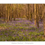 Foret_de_Crecy_12_04_2014_025-border