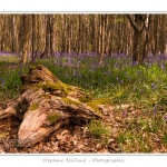 Foret_de_Crecy_12_04_2014_026-border