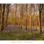 Foret_de_Crecy_12_04_2014_027-border