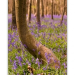 Foret_de_Crecy_12_04_2014_028-border