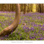 Foret_de_Crecy_12_04_2014_029-border