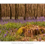 Foret_de_Crecy_12_04_2014_031-border