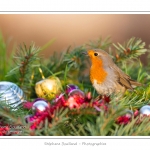 Oiseaux du jardin et dÃ©corations de NoÃ«l (boules, guirlandes,...) Saison : Hiver - Lieu : Marcheville, Somme, Picardie, France