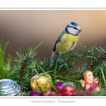 Oiseaux du jardin et dÃ©corations de NoÃ«l (boules, guirlandes,...) Saison : Hiver - Lieu : Marcheville, Somme, Picardie, France