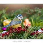 Oiseaux du jardin et dÃ©corations de NoÃ«l (boules, guirlandes,...) Saison : Hiver - Lieu : Marcheville, Somme, Picardie, France