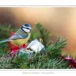 Oiseaux du jardin et dÃ©corations de NoÃ«l (boules, guirlandes,...) Saison : Hiver - Lieu : Marcheville, Somme, Picardie, France