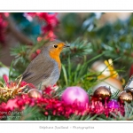 Oiseaux du jardin et dÃ©corations de NoÃ«l (boules, guirlandes,...) Saison : Hiver - Lieu : Marcheville, Somme, Picardie, France