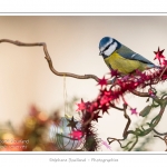 Oiseaux du jardin et dÃ©corations de NoÃ«l (boules, guirlandes,...) Saison : Hiver - Lieu : Marcheville, Somme, Picardie, France