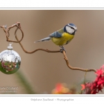 Oiseaux du jardin et dÃ©corations de NoÃ«l (boules, guirlandes,...) Saison : Hiver - Lieu : Marcheville, Somme, Picardie, France