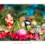 Oiseaux du jardin et dÃ©corations de NoÃ«l (boules, guirlandes,...) Saison : Hiver - Lieu : Marcheville, Somme, Picardie, France
