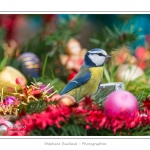 Oiseaux du jardin et dÃ©corations de NoÃ«l (boules, guirlandes,...) Saison : Hiver - Lieu : Marcheville, Somme, Picardie, France