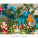 Oiseaux du jardin et dÃ©corations de NoÃ«l (boules, guirlandes,...) Saison : Hiver - Lieu : Marcheville, Somme, Picardie, France