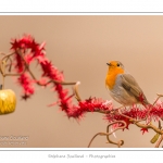 Oiseaux du jardin et dÃ©corations de NoÃ«l (boules, guirlandes,...) Saison : Hiver - Lieu : Marcheville, Somme, Picardie, France