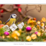 Oiseaux du jardin et dÃ©corations de NoÃ«l (boules, guirlandes,...) Saison : Hiver - Lieu : Marcheville, Somme, Picardie, France