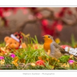 Oiseaux du jardin et dÃ©corations de NoÃ«l (boules, guirlandes,...) Saison : Hiver - Lieu : Marcheville, Somme, Picardie, France