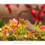 Oiseaux du jardin et dÃ©corations de NoÃ«l (boules, guirlandes,...) Saison : Hiver - Lieu : Marcheville, Somme, Picardie, France