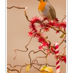 Oiseaux du jardin et dÃ©corations de NoÃ«l (boules, guirlandes,...) Saison : Hiver - Lieu : Marcheville, Somme, Picardie, France