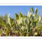 Obione faux-pourpier ou Arroche faux-pourpier (Halimione portulacoides)