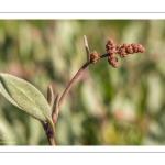 Obione faux-pourpier ou Arroche faux-pourpier (Halimione portulacoides)