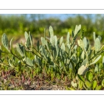 Obione faux-pourpier ou Arroche faux-pourpier (Halimione portulacoides)