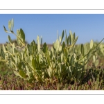 Obione faux-pourpier ou Arroche faux-pourpier (Halimione portulacoides)