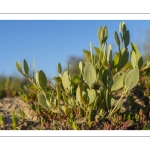 Obione faux-pourpier ou Arroche faux-pourpier (Halimione portulacoides)