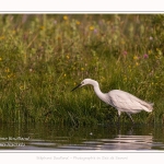 Saison : été - Lieu : Le Crotoy, Baie de Somme, Somme, Hauts-de-France, France.