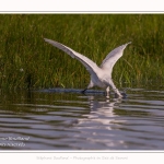 Saison : été - Lieu : Le Crotoy, Baie de Somme, Somme, Hauts-de-France, France.