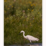 Saison : été - Lieu : Le Crotoy, Baie de Somme, Somme, Hauts-de-France, France.