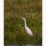 Saison : été - Lieu : Le Crotoy, Baie de Somme, Somme, Hauts-de-France, France.