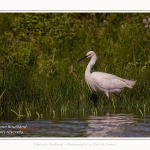 Saison : été - Lieu : Le Crotoy, Baie de Somme, Somme, Hauts-de-France, France.