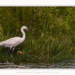 Saison : été - Lieu : Le Crotoy, Baie de Somme, Somme, Hauts-de-France, France.