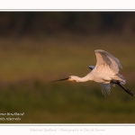 Saison : été - Lieu : Le Crotoy, Baie de Somme, Somme, Hauts-de-France, France.