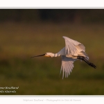 Saison : été - Lieu : Le Crotoy, Baie de Somme, Somme, Hauts-de-France, France.