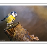 Mésange bleue - Cyanistes caeruleus - Eurasian Blue Tit