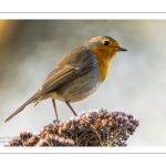 Rouge-gorge familier (Erithacus rubecula, European Robin)