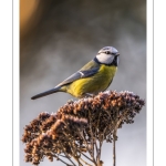 Mésange bleue - Cyanistes caeruleus - Eurasian Blue Tit