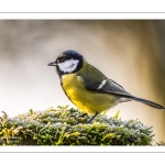 Mésange charbonnière - Parus major - Great Tit
