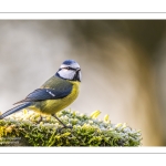 Mésange bleue - Cyanistes caeruleus - Eurasian Blue Tit