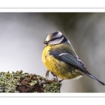 Mésange bleue - Cyanistes caeruleus - Eurasian Blue Tit