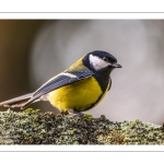 Mésange charbonnière - Parus major - Great Tit
