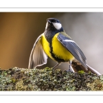 Mésange charbonnière - Parus major - Great Tit