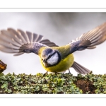 Mésange bleue - Cyanistes caeruleus - Eurasian Blue Tit